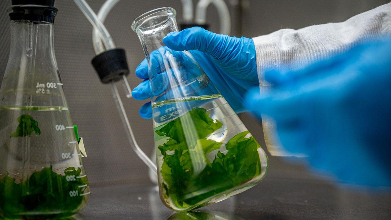 科学家拿着一个装有巨藻的烧杯进行实验室测试和评估