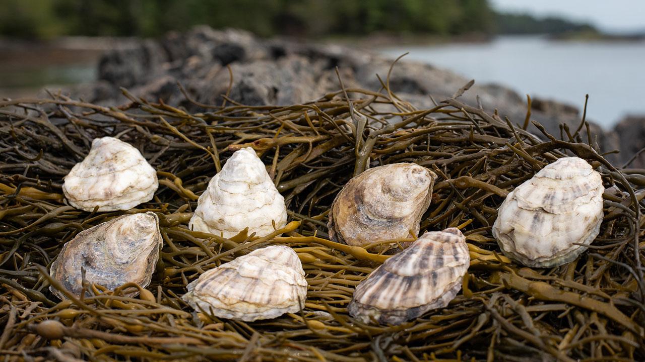 牡蛎壳和大型藻类(如海带)是促进海洋健康的修复解决方案